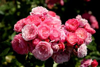 Вальферданж