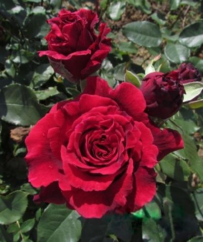 Вельвет Фрагранс