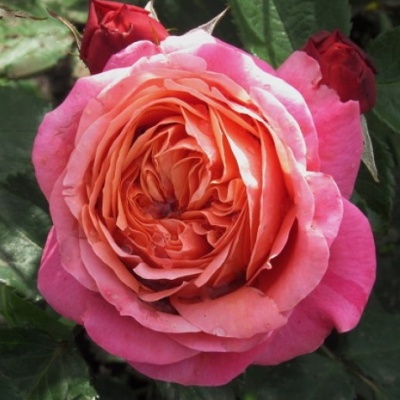 Сувенир де Люсьен Массад