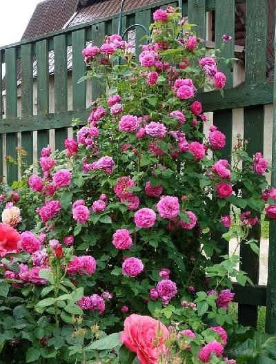 Катэрин Гийо (Мишель Боннэ)