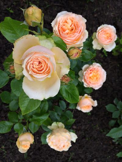 ��������� ������