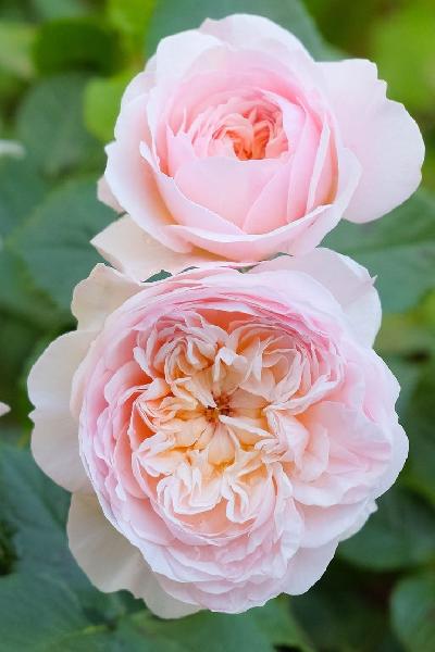 Эмили Бронте