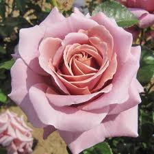 Симпли Джорджиус