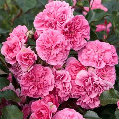 Штамб Лес Катр Сэзон