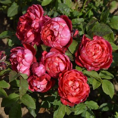 ����� ������� 