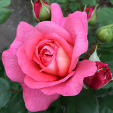 Наташа Полони