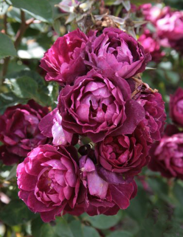 Кардинал Хьюм