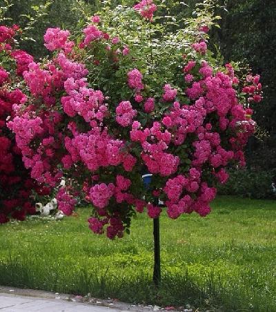 Штамб Динки