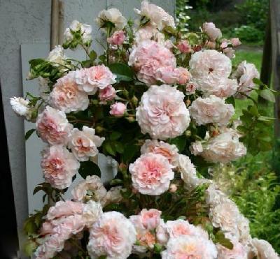 Марлен Шарель