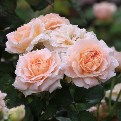 Фиона Желен