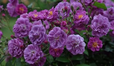 Пёпл Скайлайнер