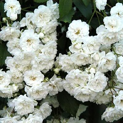 Альба Мейяндекор