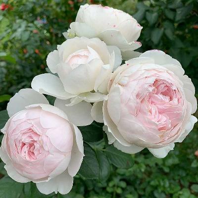 Штамб Герцогиня Кристиана