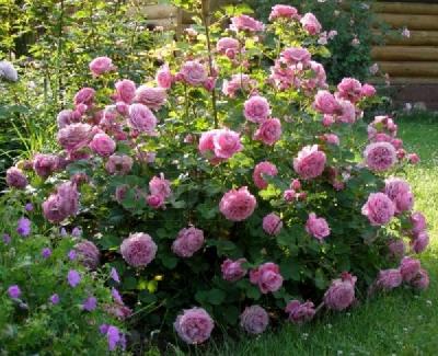 АНЬЕС Шийидже