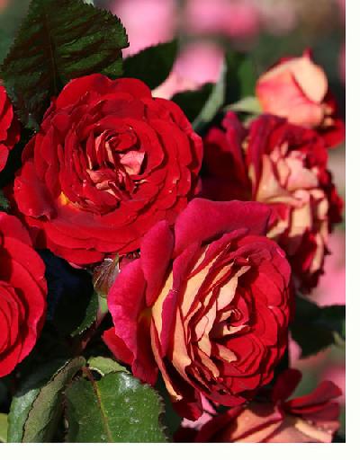 Ди Зеенсверте