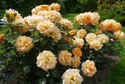 Штамб Голдэльзе