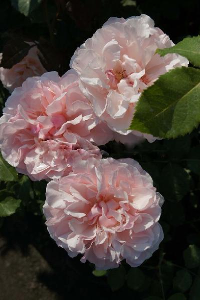 Айфельцаубер