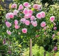 Штамб Миранда