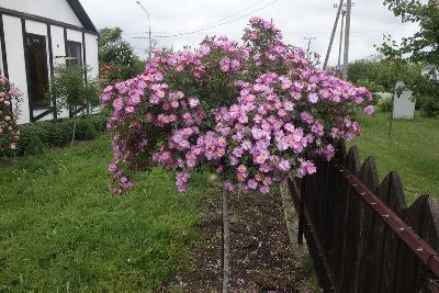 Штамб Лавендер Дрим