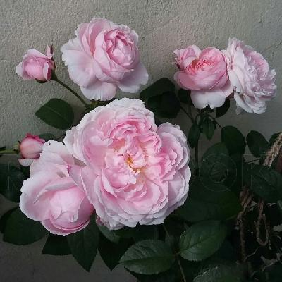 �������� �������