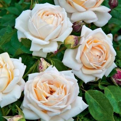 Мартина Гийо