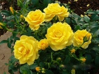 ͸�� ������ �����