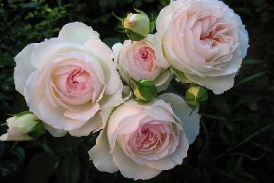 Графиня Эльке цу Ранцау