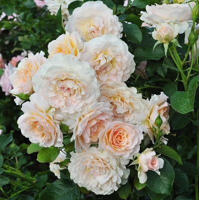 Марджори Маршалл (Селтик Прайд)