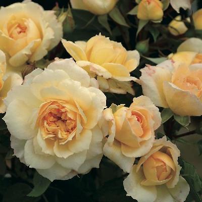 Марк-Антуан Шарпантье