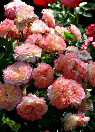 Перл де кристал де аккордеон Меджин