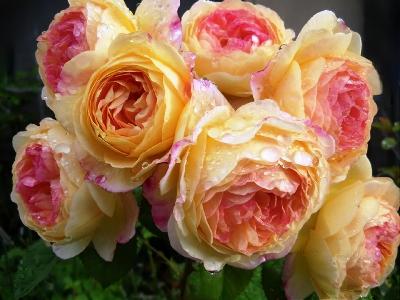 Розоман Жанон