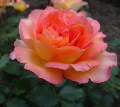 Файрест Кейп