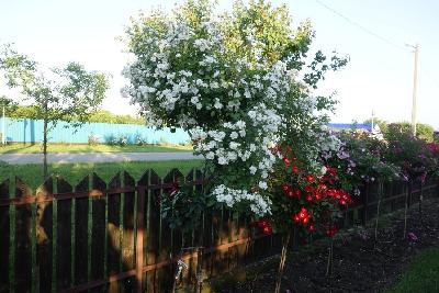 Штамб Гирляндэ Д'Амур