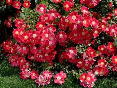 ������ �����������