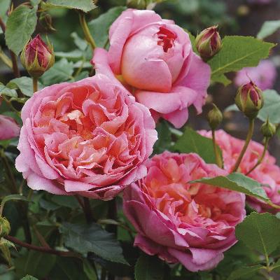 �� ������