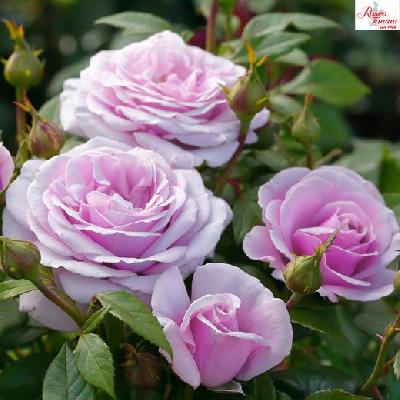 ������� ���