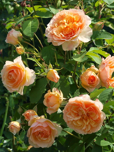 Фрауфрутант Жаки