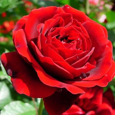 Изабэль Ренессанс