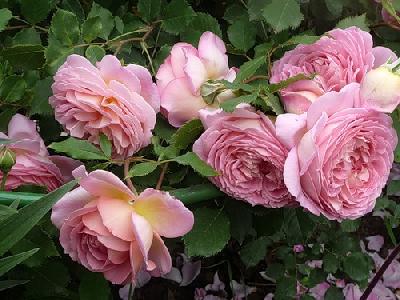 Штамб Джубили Селебрейшн