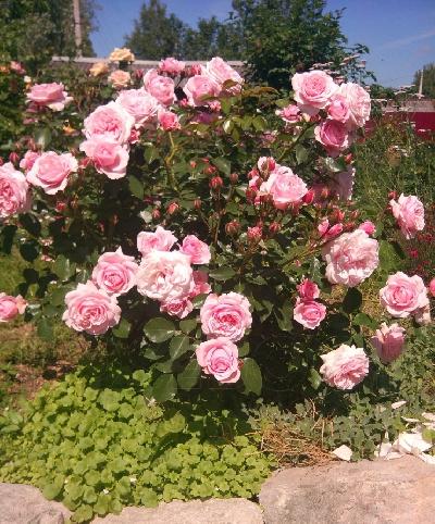 Штамб Октавия Хилл