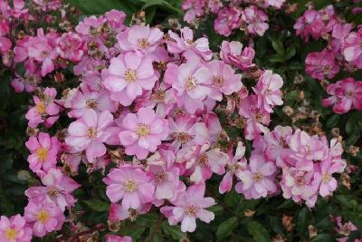 Лавендер Дрим