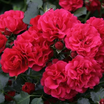 �������������