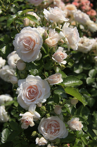 ���� ����