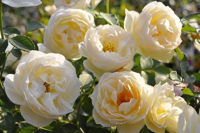 Ла Пётит пэр