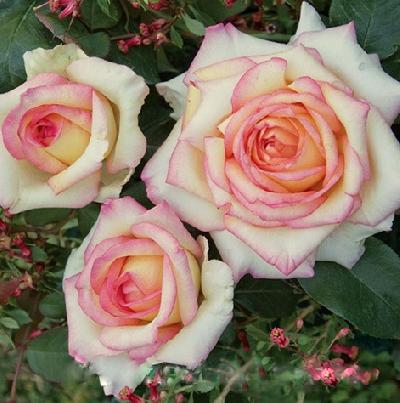 Анна Молинари