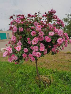 Штамб Джон Дэвис