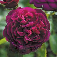 Перпл Эмперор