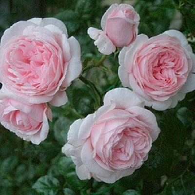 Штамб Шарифа Асма