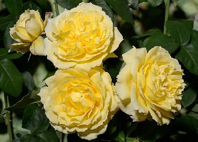 ����� ��