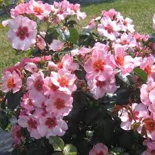 Айс он Ми(Брайт ас э Буттон)